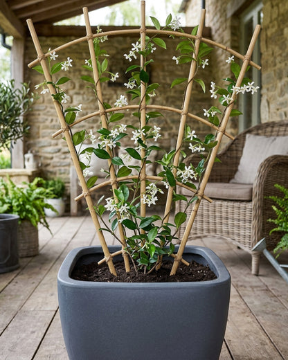 Lisy Fan Bamboo Plant Trellis 75 x 40 cm Natural Set of 2 - Lifestyle view