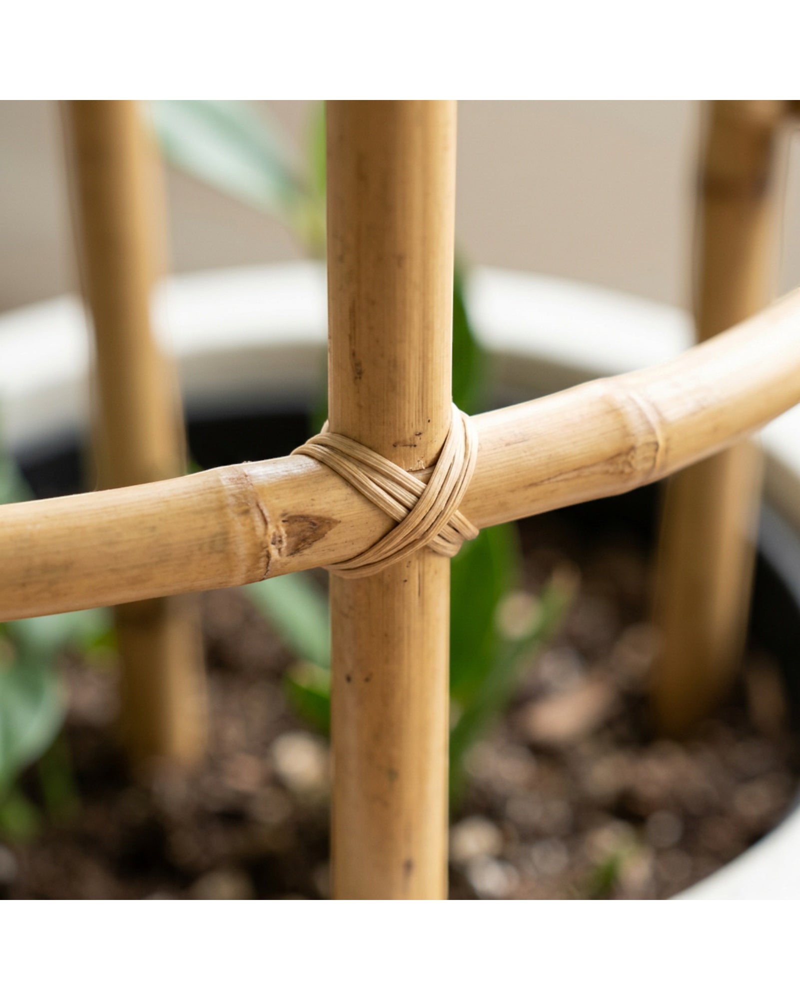 Lisy Fan Bamboo Plant Trellis 75 x 40 cm Natural Set of 2 - Detail view